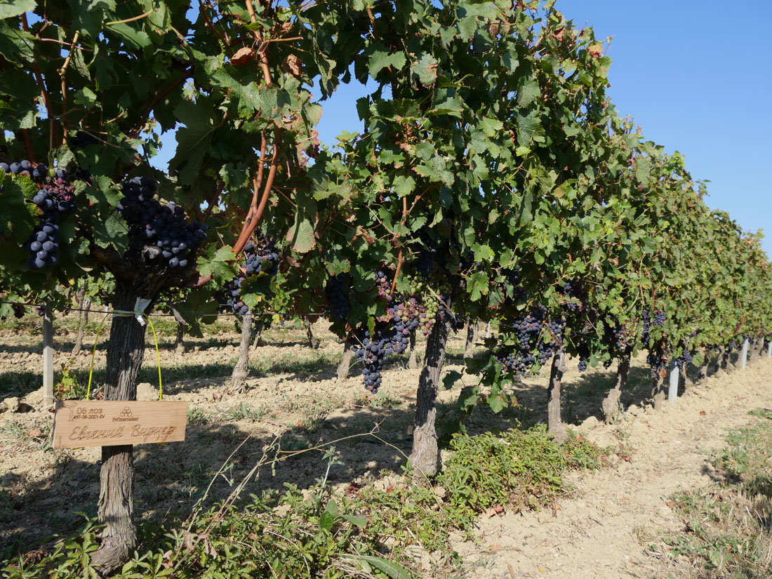 Виноградник на урожай